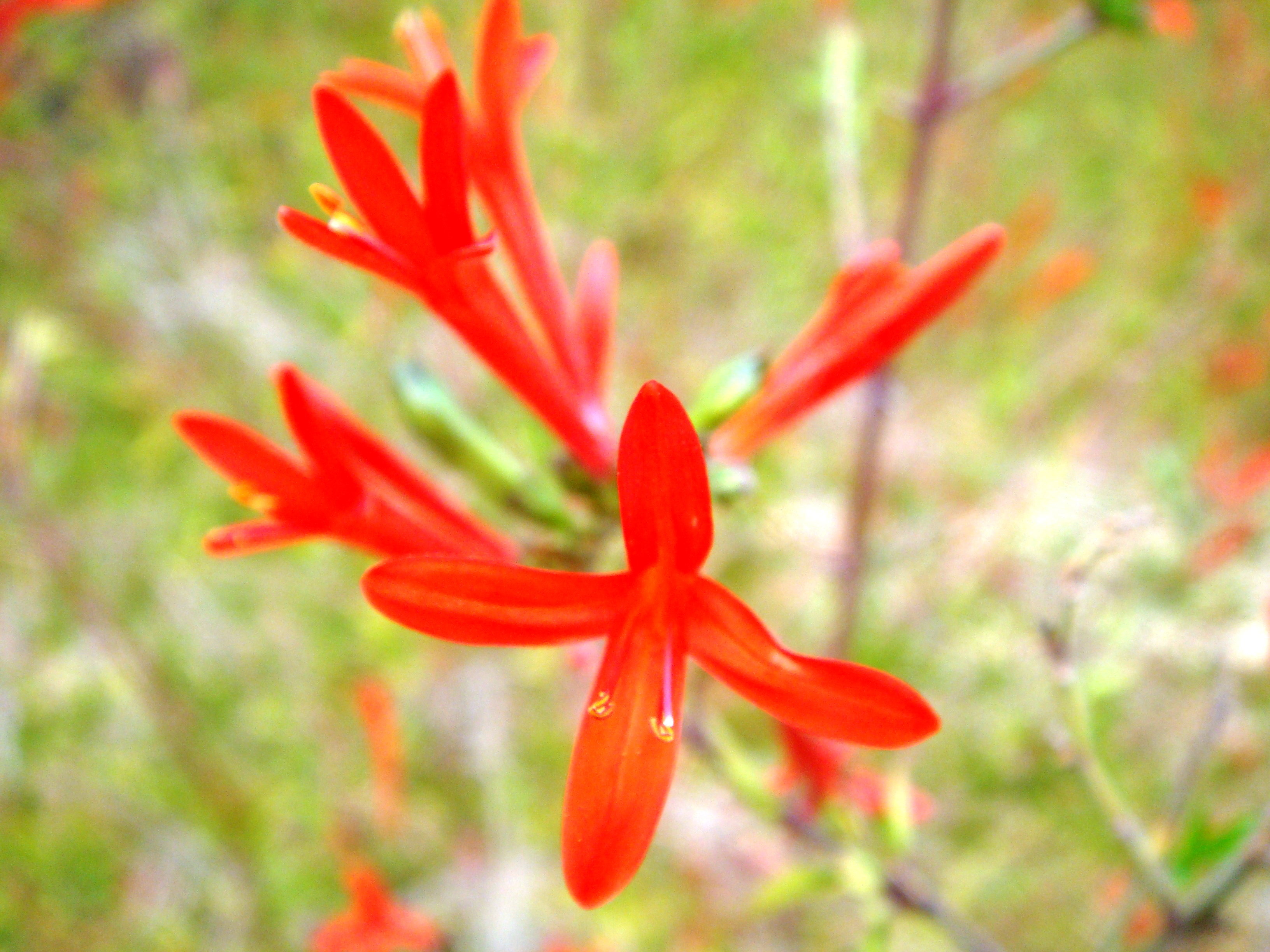 Flame Acanthus with orange-red tubular flowers