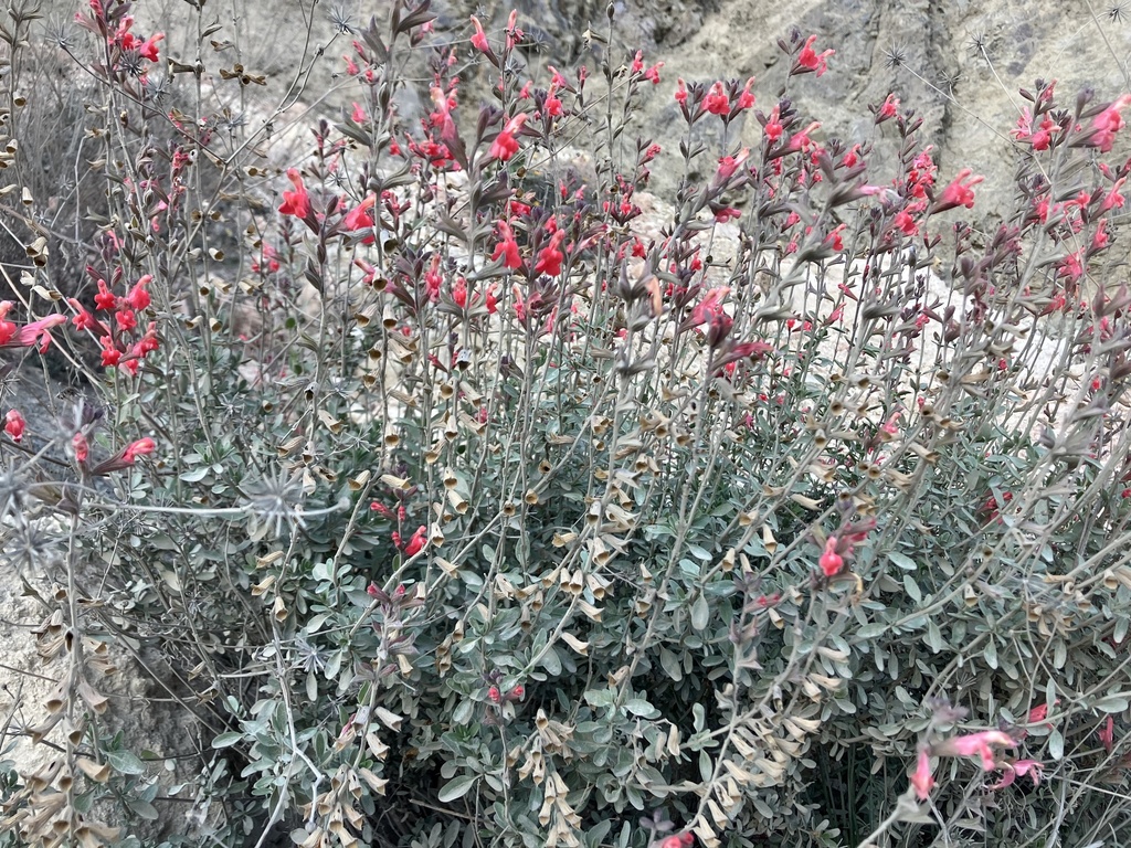 Autumn Sage (Salvia greggii) with red blooms